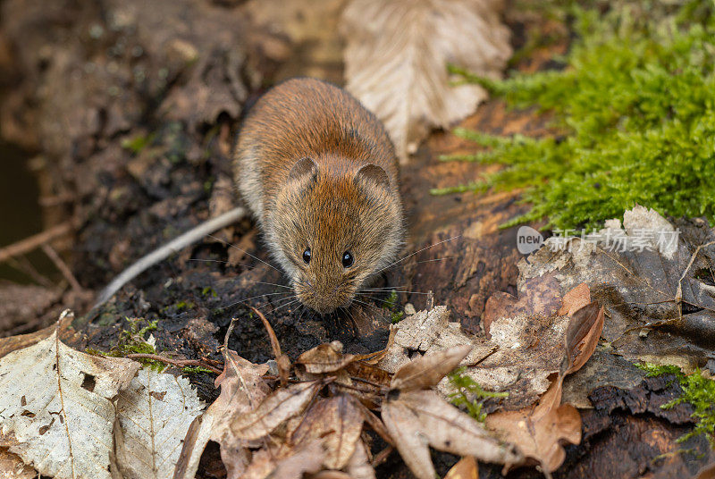 可爱的银行田鼠（Myodes glareolus）